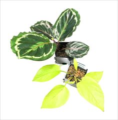 a green plant with white and yellow leaves in a square pot on a white background