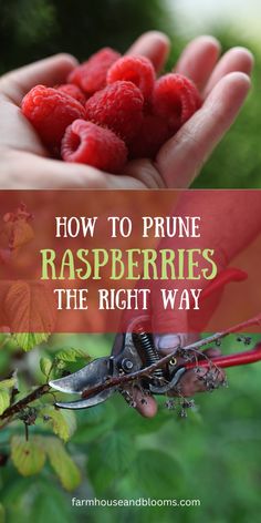 raspberries being held in someone's hand with text overlay how to prune raspberries the right way