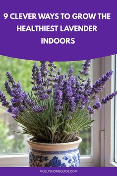 lavender flowers in a blue and white vase with the words 9 clever ways to grow the healthiest lavender indoors