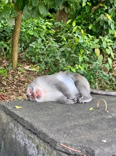 a monkey laying on top of a cement slab next to trees and bushes in the background