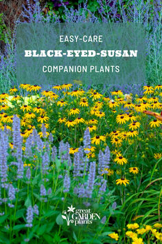 flowers and plants with the words easy - care black - eyed susan companion plants in front