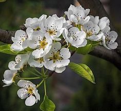 white flowers are blooming on a tree branch