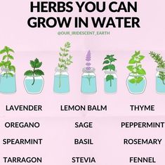 there are many different types of plants in the jars with words above them that read herbs you can grow in water