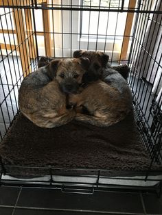 two dogs are curled up in a cage