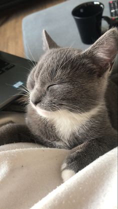 a gray and white cat laying on top of a bed next to a laptop computer