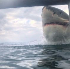 a great white shark with its mouth open in the water