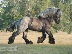 a black and grey horse walking across a grass covered field with trees in the background