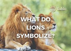 two lions sitting next to each other with the words what do lions symbolize?