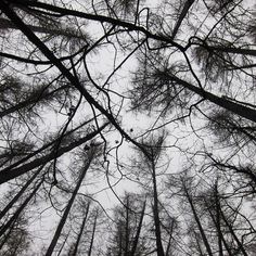 looking up at the tops of tall trees in a forest with no leaves on them