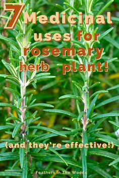 rosemary plants with the title 7 medical uses for rosemary herb plant