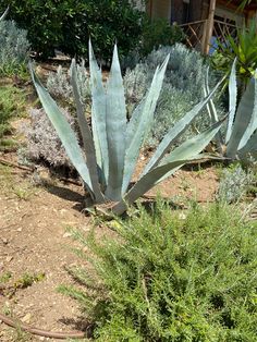 an aloena plant in the middle of a garden