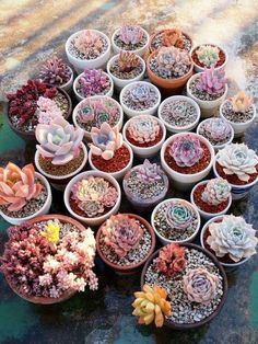 there are many different types of succulents in the pots