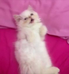 a small white kitten sitting on top of a pink bedding with its paws in the air