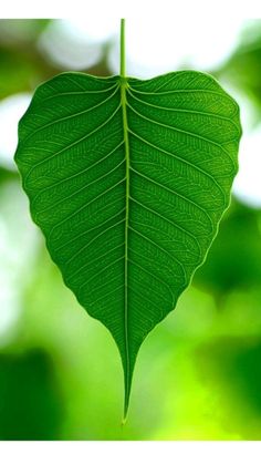 a green leaf hanging from a tree branch