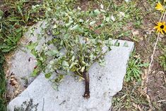 a plant growing out of a rock in the grass