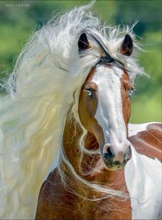 a brown and white horse with long hair