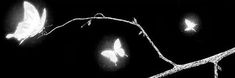 three white butterflies on a branch in the dark