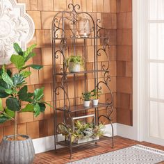 a metal shelf with potted plants on it next to a rug and wallpaper