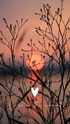 the sun is setting in the distance behind some tree branches with words love in the moment