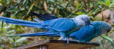 two blue parrots sitting on top of a wooden platform in front of some trees