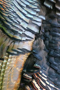 an image of the back side of a bird's feathers