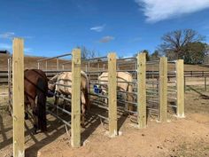 two horses are standing in their pen and one horse is eating from the other side