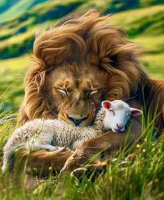 a lion and lamb laying in the grass