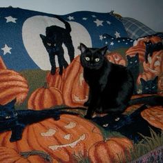 a black cat sitting on top of a couch covered in pumpkins