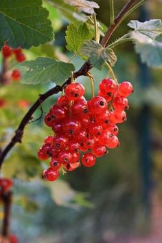 some red berries hanging from a tree with green leaves