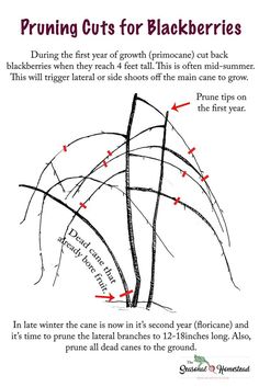 the diagram for pruning cuts for blackberries