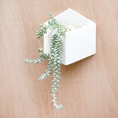 a plant is growing out of a white square vase on a wooden surface with the wall behind it