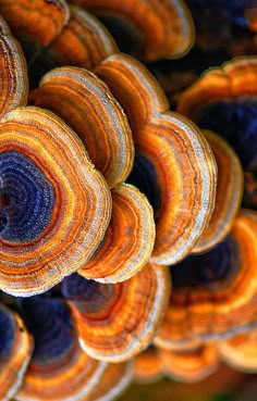 an orange and brown mushroom is growing on the side of a tree trunk with other mushrooms in the background