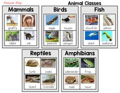 an animal class poster with pictures of animals