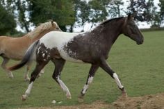 two brown and white horses running in a field