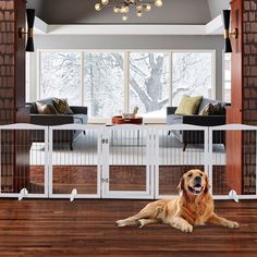 a large brown dog laying on top of a hard wood floor next to a white gate