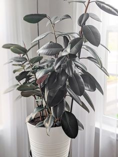 a potted plant in front of a window