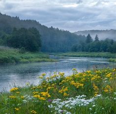 a river surrounded by lush green trees and yellow wildflowers in the foreground