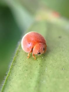 a small red bug sitting on top of a green leaf