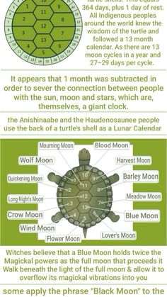 an info sheet describing the different types of turtles