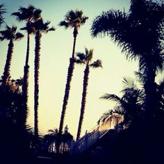 palm trees are silhouetted against the sky at sunset