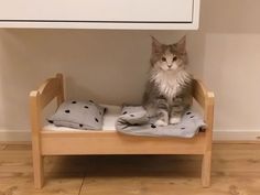 a cat sitting on top of a wooden bed