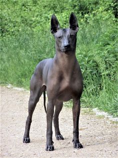 a hairless dog standing on a dirt road next to tall grass and bushes in the background