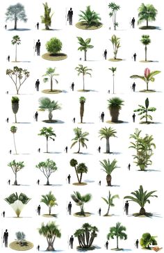 many different types of trees and people