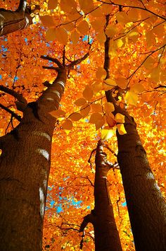 three tall trees with yellow leaves in the fall, looking up into the sky from below