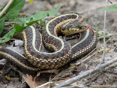 a snake is curled up on the ground