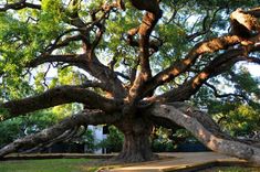 a large tree with lots of branches in a park