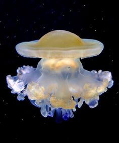 a yellow jellyfish floating in the water