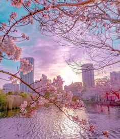 the sun shines brightly behind cherry blossom trees on the bank of a river with buildings in the background