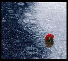 a single red rose sitting in the middle of a puddle