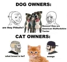 an orange cat sitting next to two dogs and one is looking at the camera with caption in spanish